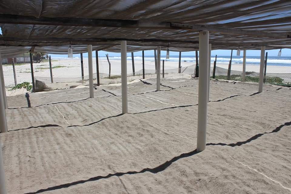  Blinda Michoacán protección de playas-santuarios de la tortuga marina