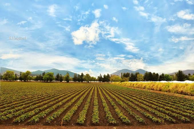  ¡No perdamos la fresa!