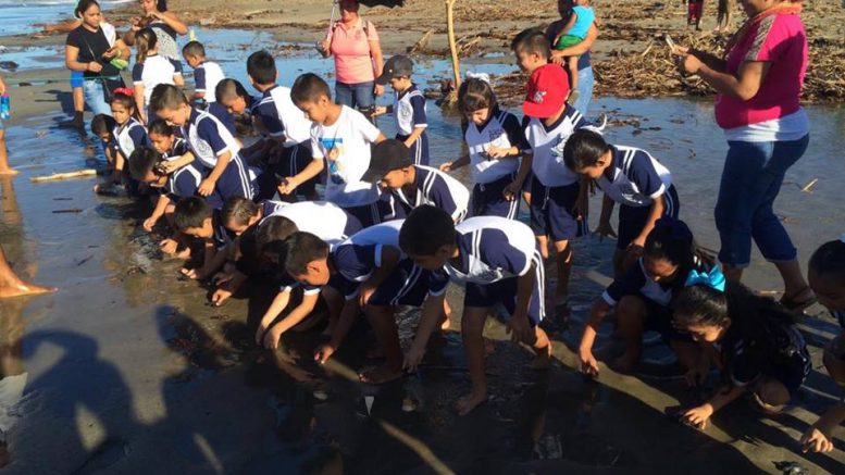  Campamentos tortugueros: preservación de especies y potencial turístico