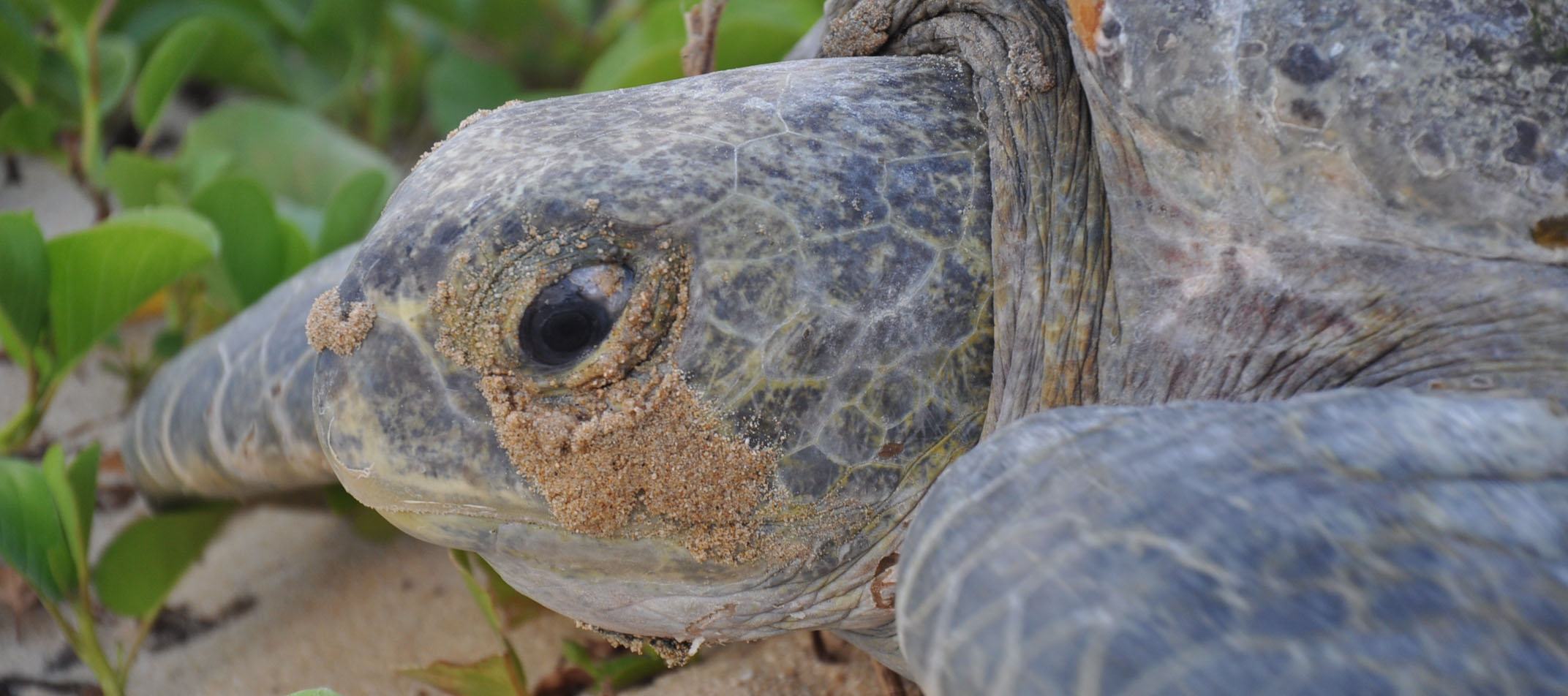  La UMSNH es sede de la 2a Reunión Internacional sobre Tortugas Marinas del Pacifico Oriental Tropical