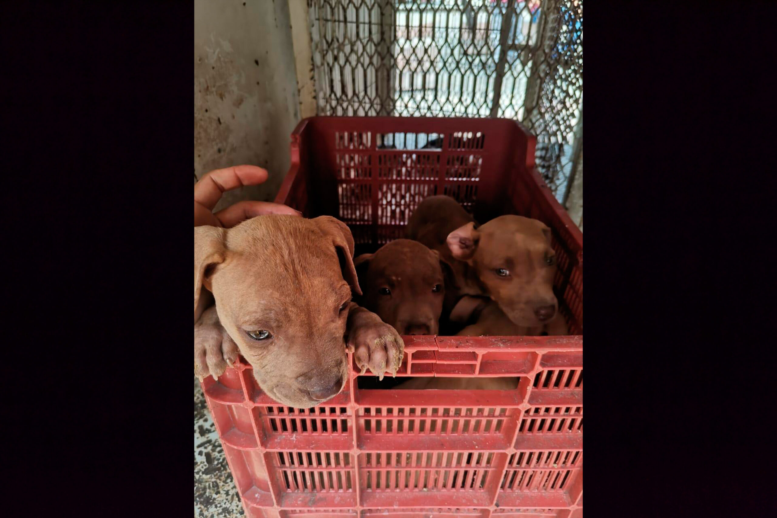  Implementa Gobierno Municipal acciones para evitar venta ilegal de animales