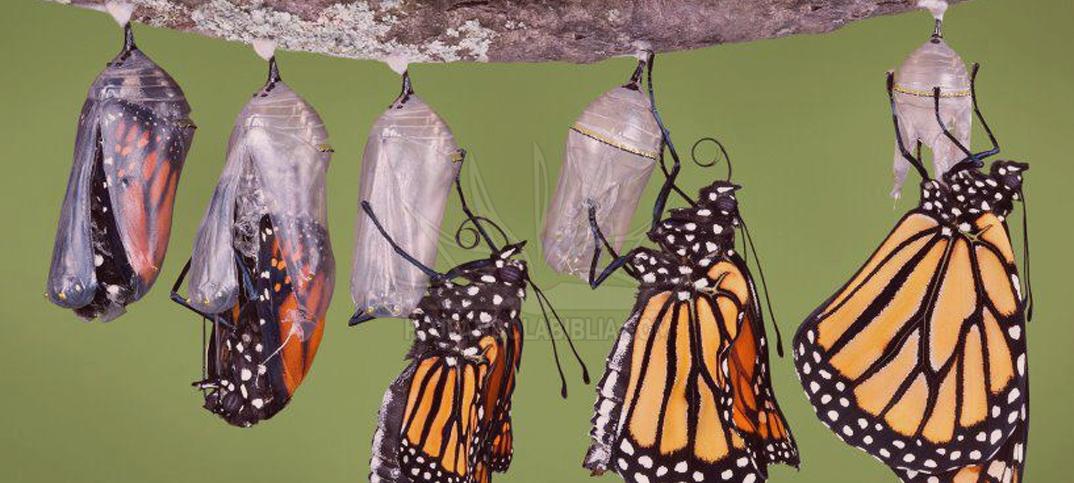  La misión del capullo (Semblanza del campo mexicano)