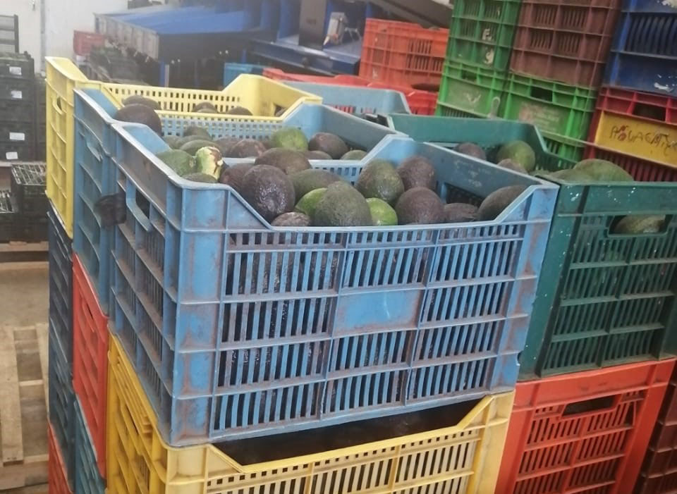  En cateo, asegura FGE inmueble y recupera aguacate de exportación robado con violencia