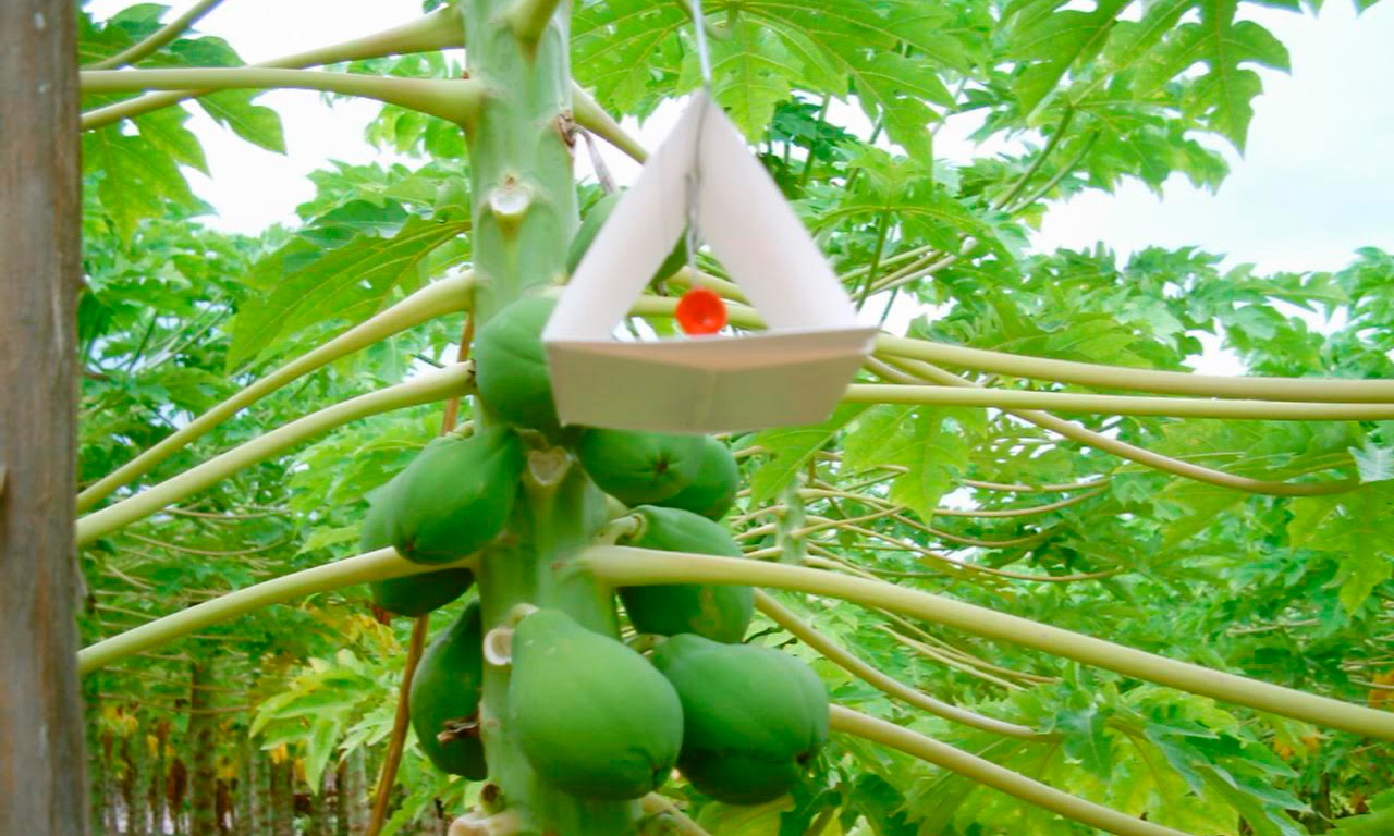  Invertidos, mil 200 mdp en sanidad agropecuaria: Sedrua