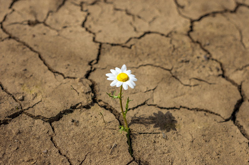  Resiliencia