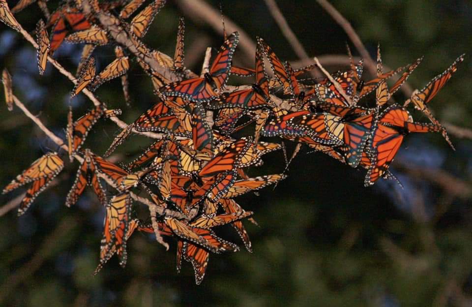 Mariposas Monarca, las ánimas que visitan Michoacán