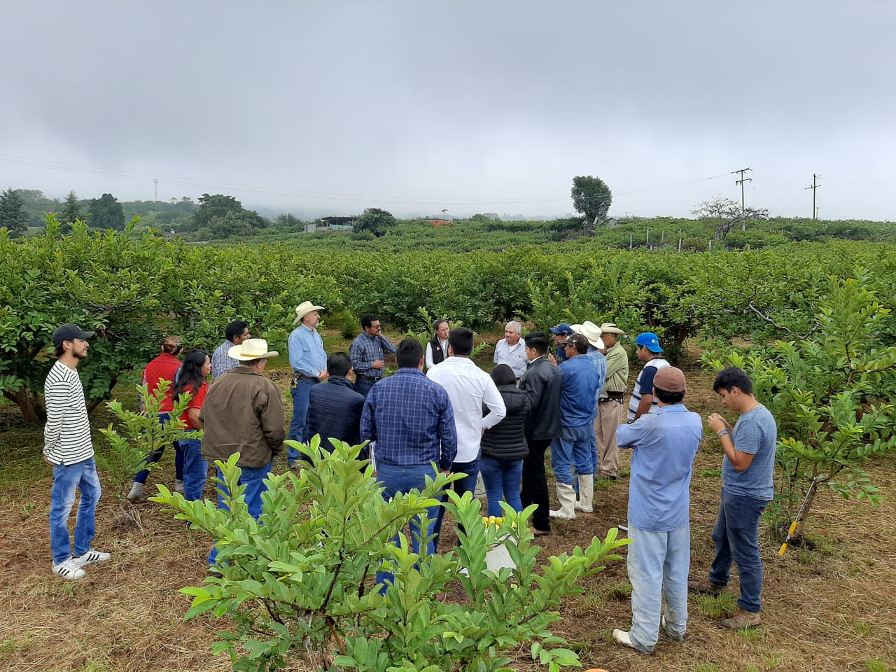  Lista, parcela de guayaba con Agricultura Sustentable
