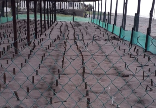  Ante amenaza de nuevas tormentas, protegen nidos de tortuga: Semaccdet