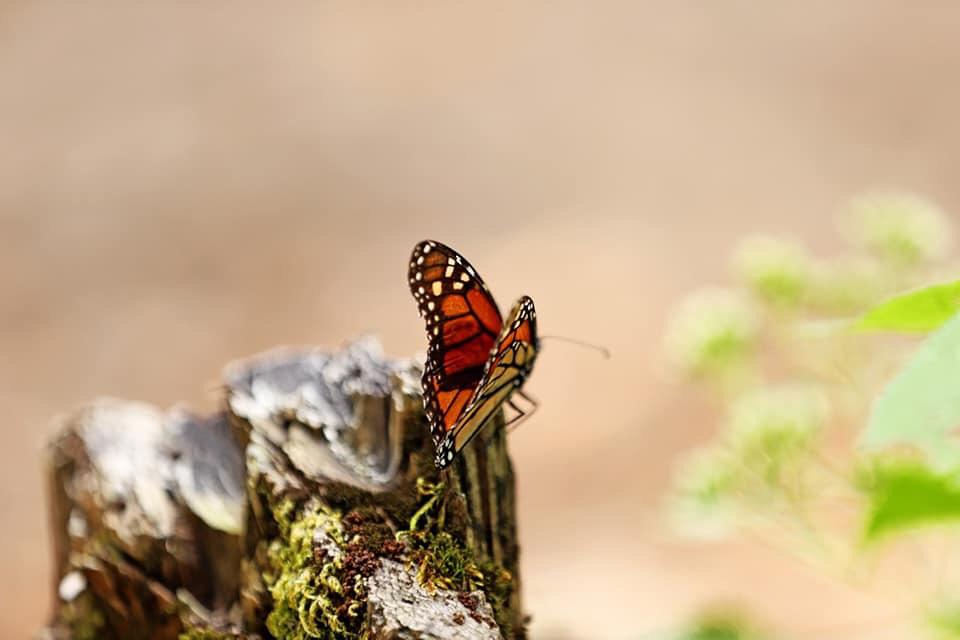 Abundante arribo de mariposas Monarca reportan santuarios en Michoacán: Semaccdet