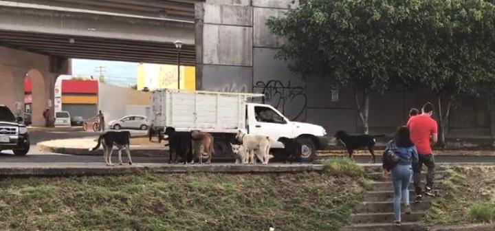  Rescatan a grupo de perros en situación de abandono