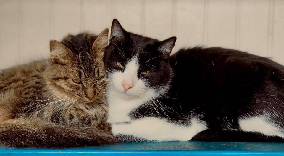  Invita Gobierno Municipal a Feria de Adopción