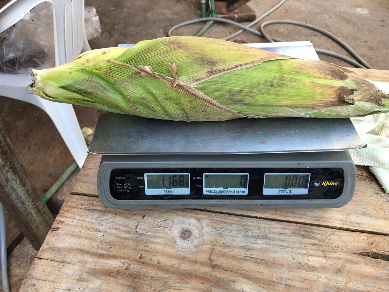 Obtienen productores mazorcas de más de un kilo, con agricultura Sustentable en Michoacán