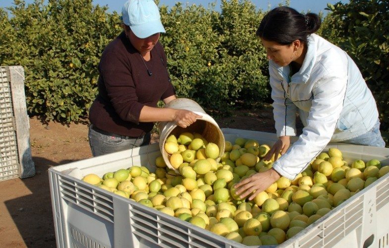 Agro, ganadería y pesca de Michoacán, las segundas más productivas de México