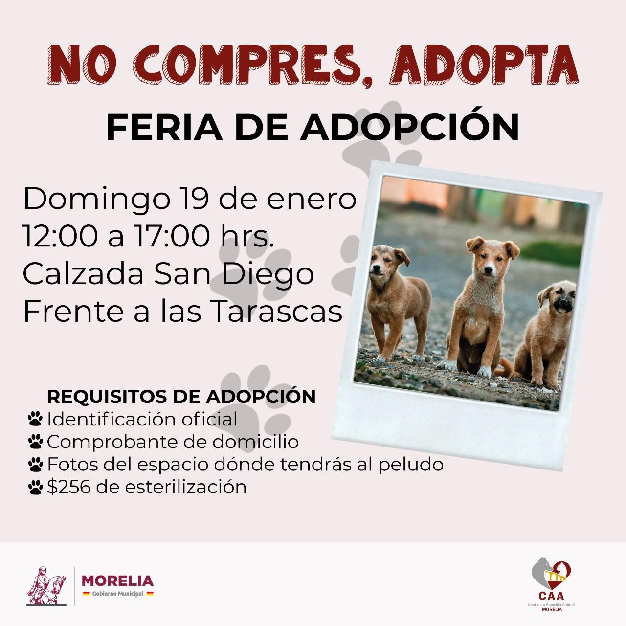  Alista Gobierno Municipal primera feria de adopción animal del año