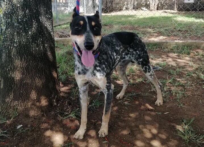  Garantiza Centro de Atención Animal trato digno para perros y gatos