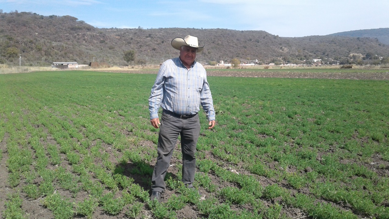  Con Agricultura Sustentable, cultivos de garbanzo registran mayor resistencia a heladas