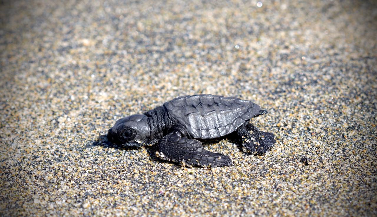  Promueve Zoo de Morelia conservación de tortugas marinas
