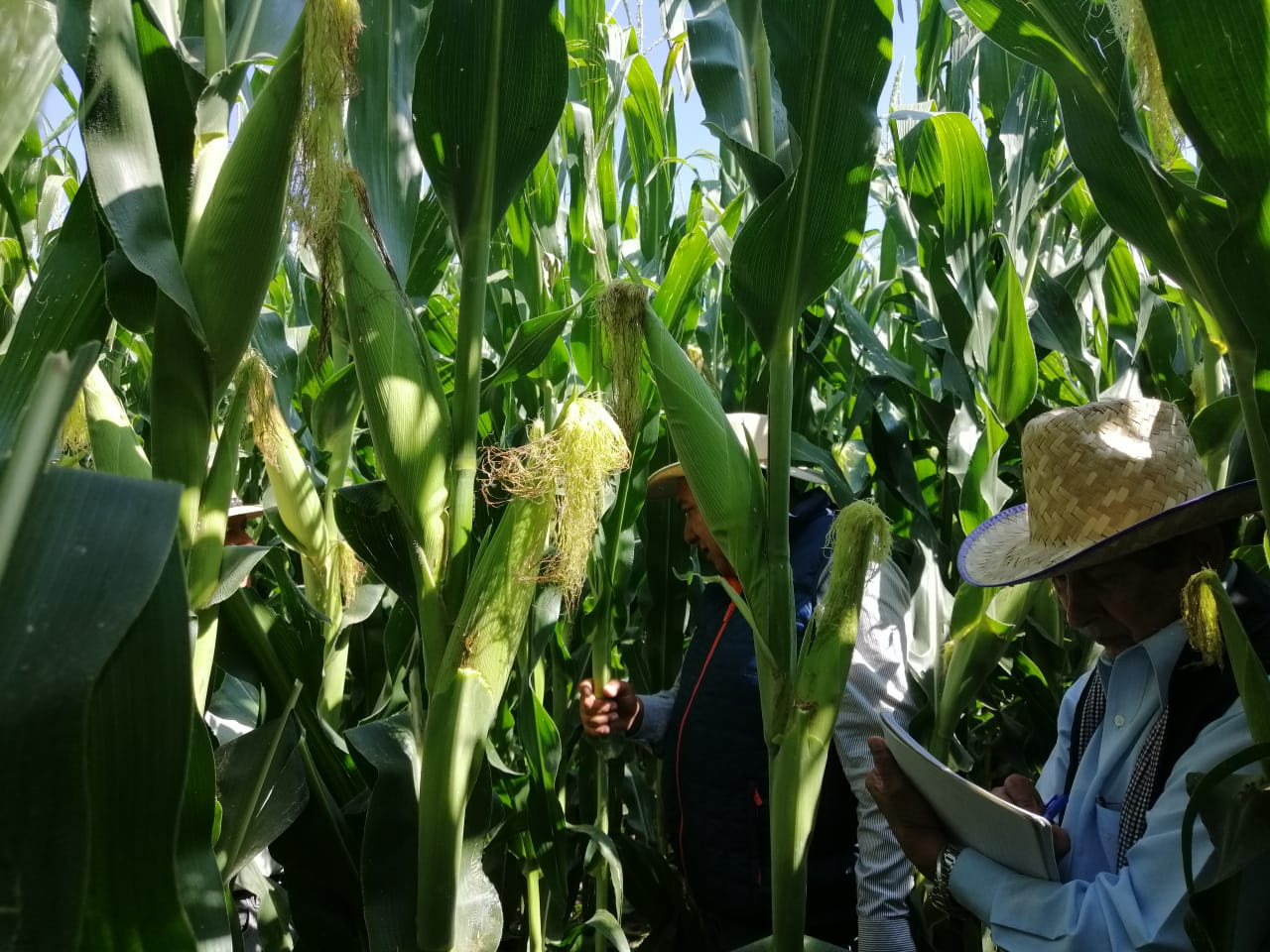  Con agricultura sustentable, incrementó 42% la producción de maíz en Michoacán