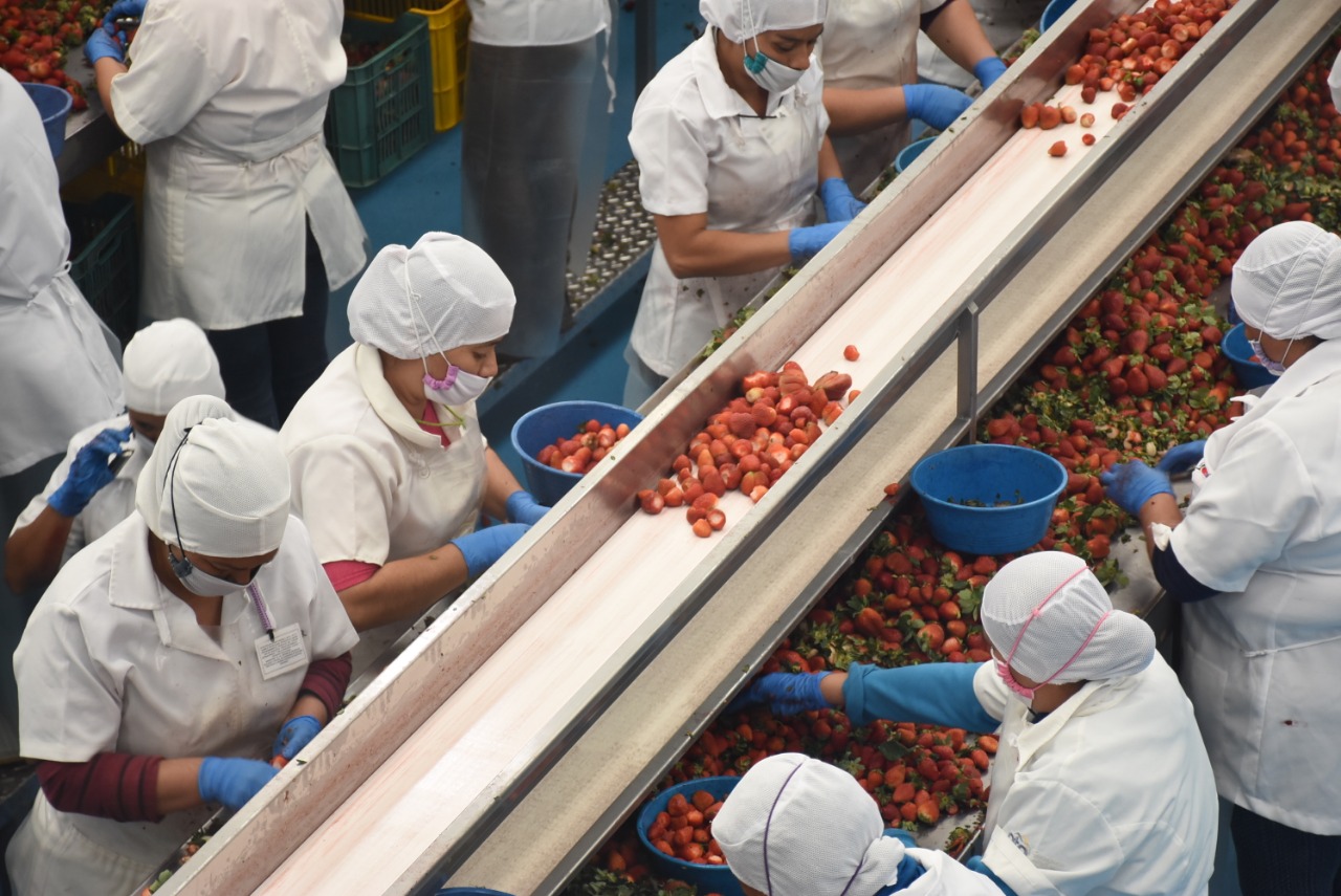  Crecimiento de empleo se mantiene en Michoacán: Sedeco