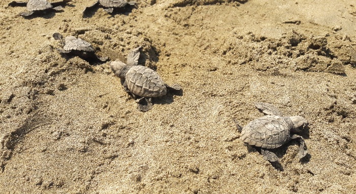 Liberadas en Michoacán, 850 mil crías de tortugas: Compesca