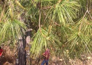  Protege Michoacán al pino de Coalcomán; es el más raro de México