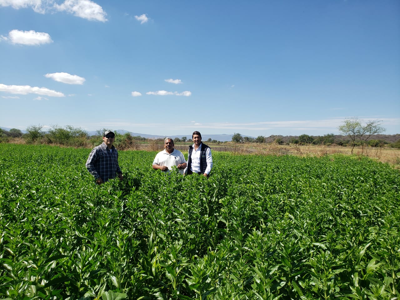  Plantas frondosas, incrementó de clorofila, hojas más anchas, garantiza una mayor cosecha