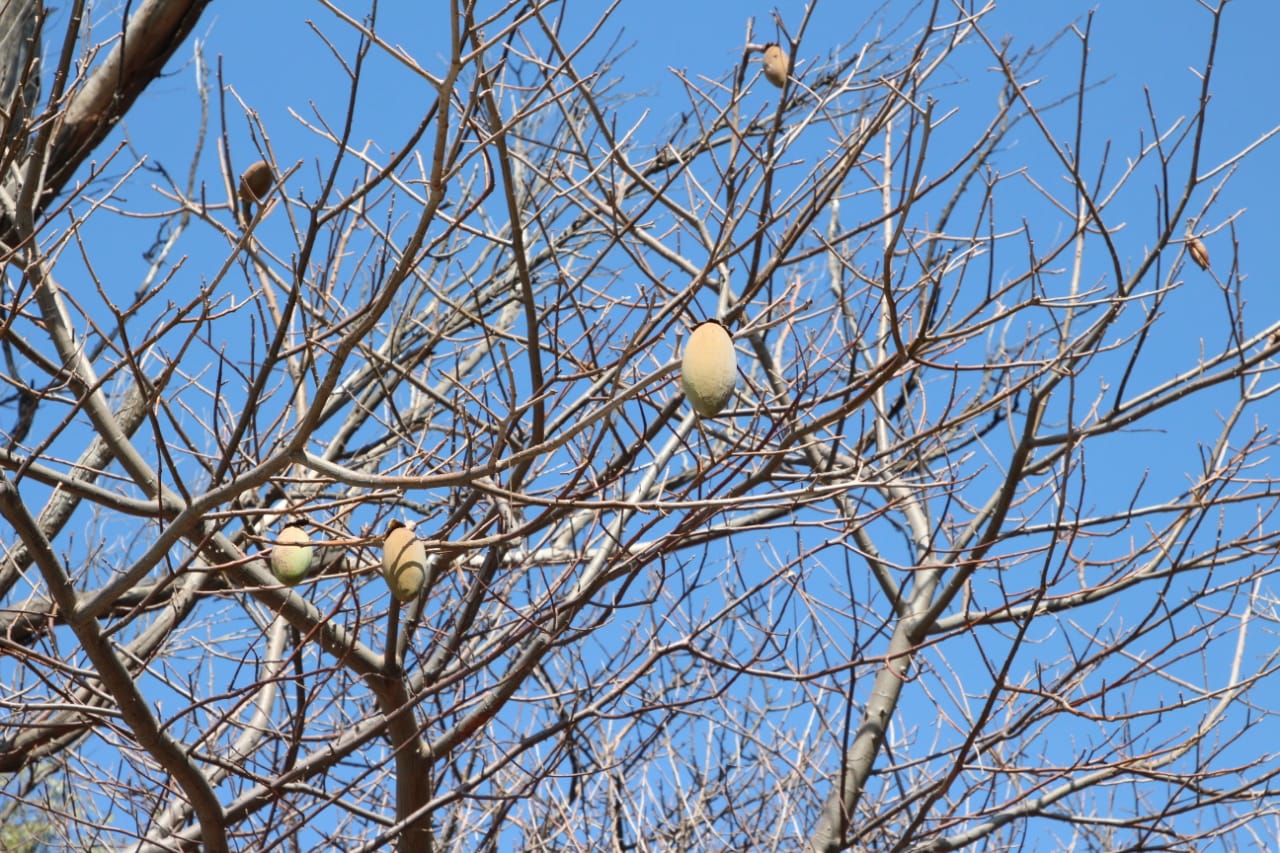  Michoacán trabaja en la conservación de la ceiba o “pochota”