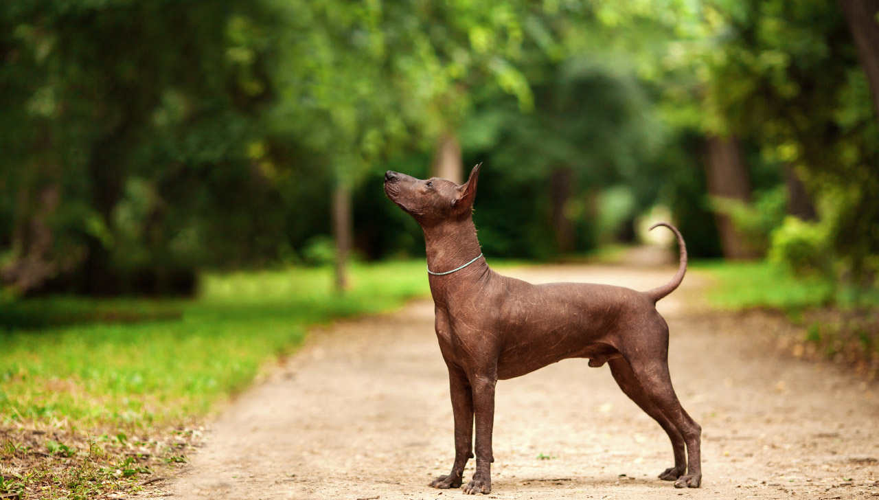  Perros Mexicanos