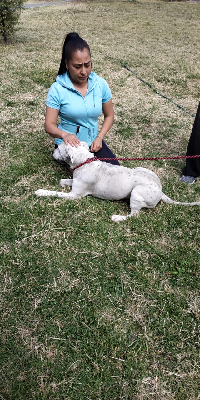  UTM participa en campaña de esterilización