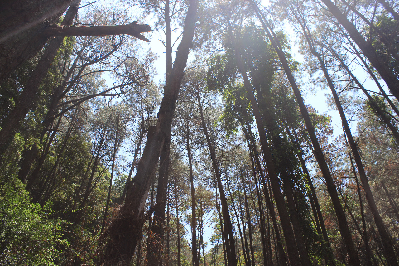  Ha ingresado ProAm más de 2 mdp al Fondo Ambiental