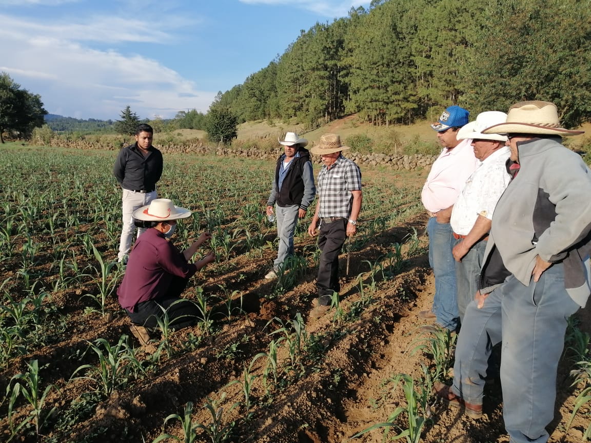  Agricultura Sustentable, la semilla para transformar el agro en Michoacán