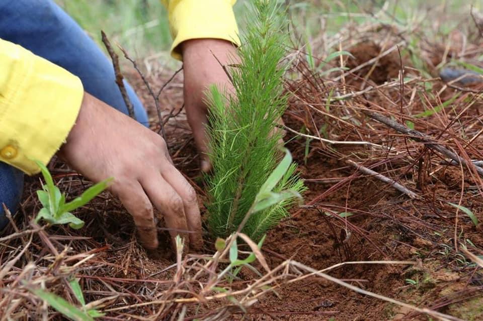 30 de junio, fecha límite de entrega de solicitudes para reforestación