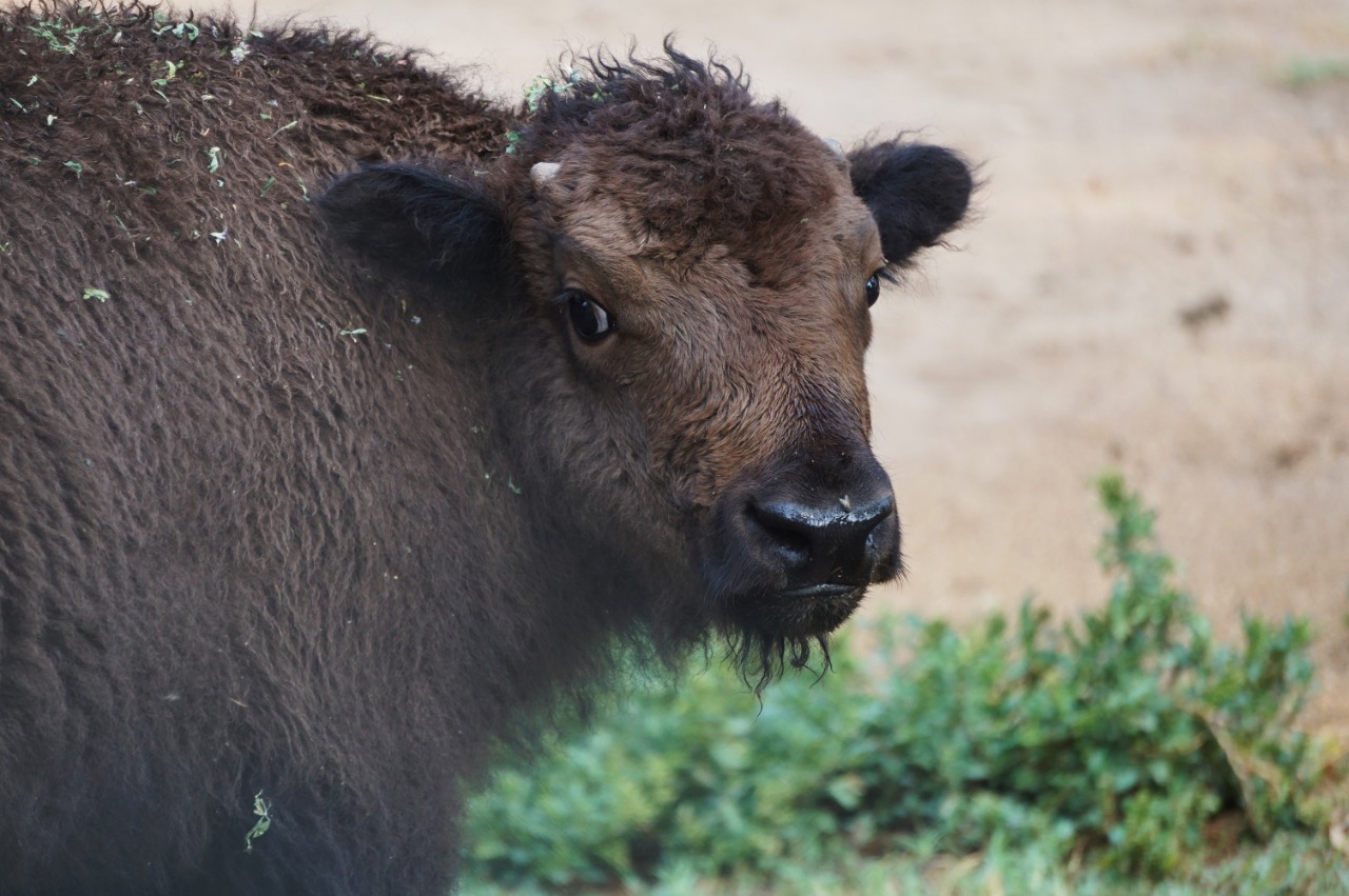  Nace bisonte americano en el Zoológico de Morelia