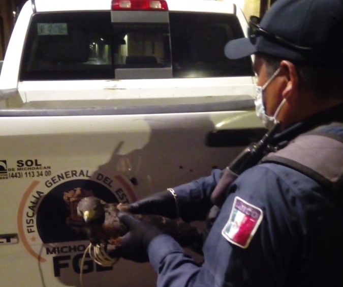  Rescata FGE, PROFEPA y Policía Municipal a águila real en peligro de extinción, que resultó lesionada en Morelia