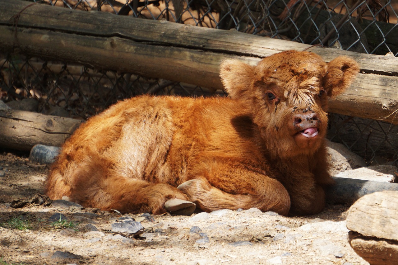  Nace búfalo escocés en el Zoológico de Morelia