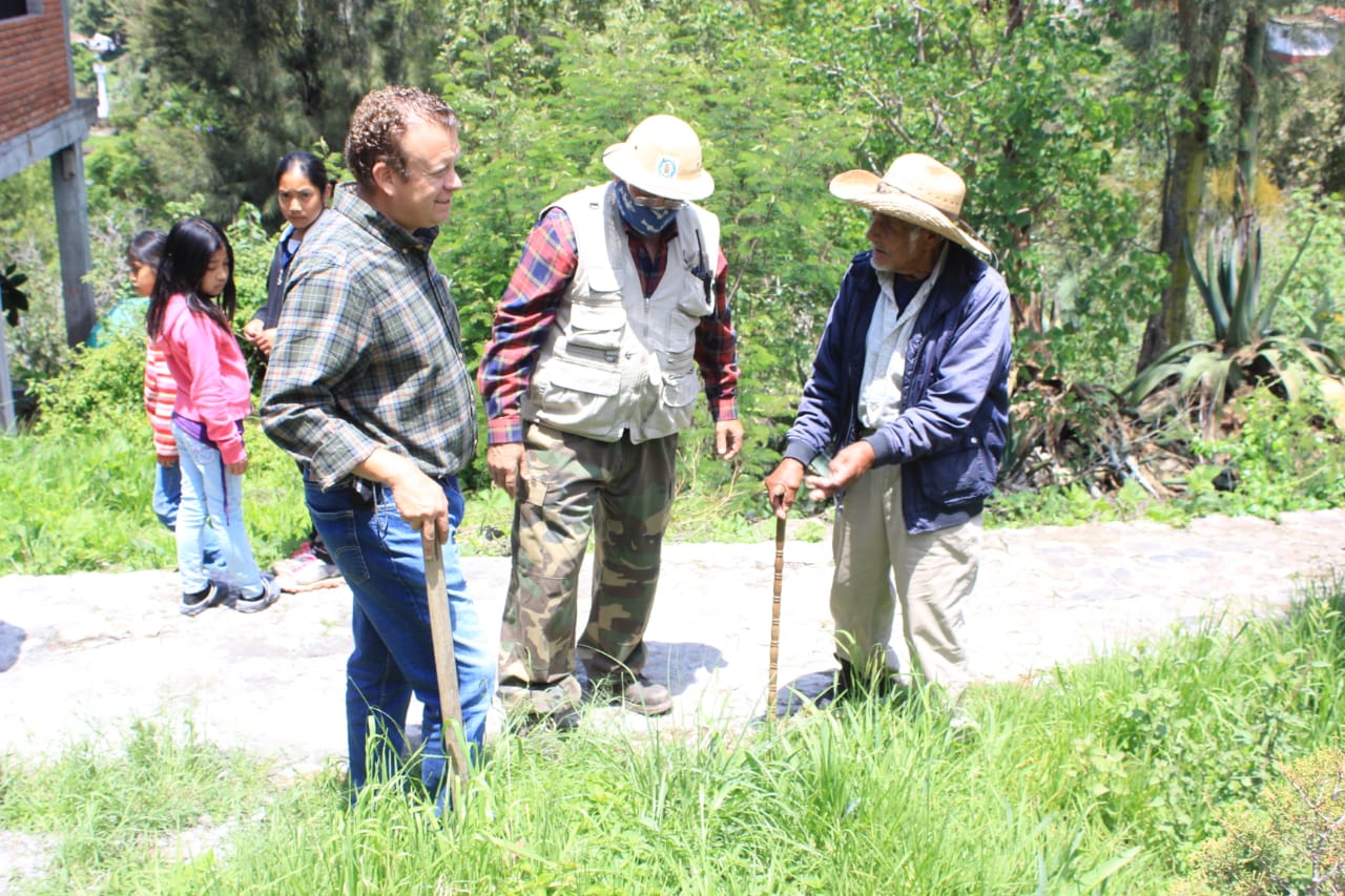 Regresan los árboles ‘Ailes’ a la Isla de Yunuén