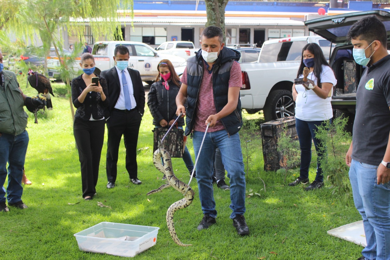  Imparte FGE capacitación de técnicas de manipulación de fauna silvestre