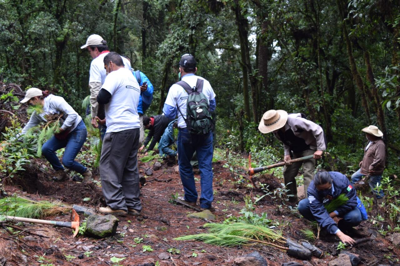 Emprenden reforestación aérea y terrestre en el Cerro del Cacique