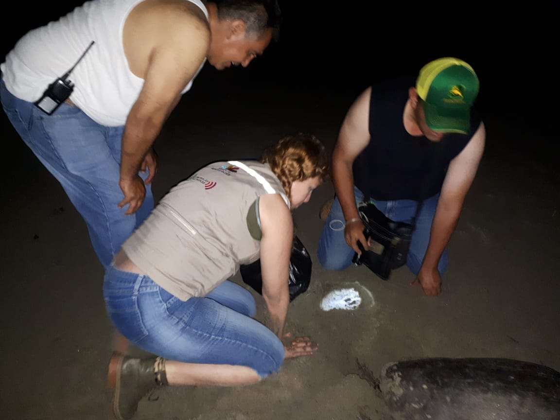  Participa ProAm en operativos para la conservación de la tortuga marina