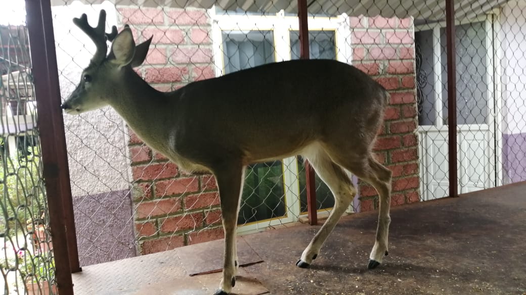  Rescata Fiscalía General un venado cola blanca que se encontraba en cautiverio
