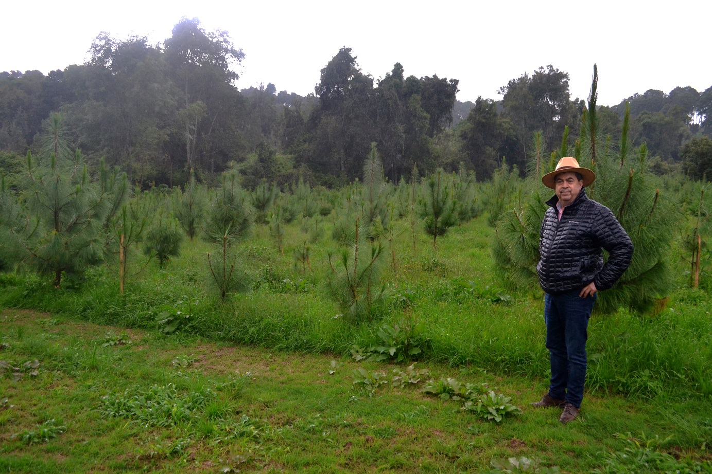  Reforestación obligatoria para los aguacateros: Valentín Rodríguez