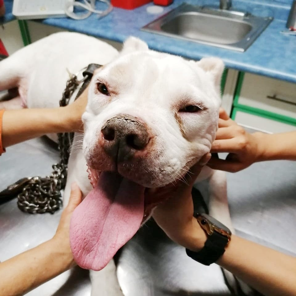  Aplicará SSM cerca de 830 mil dosis contra la rabia a perros y gatos