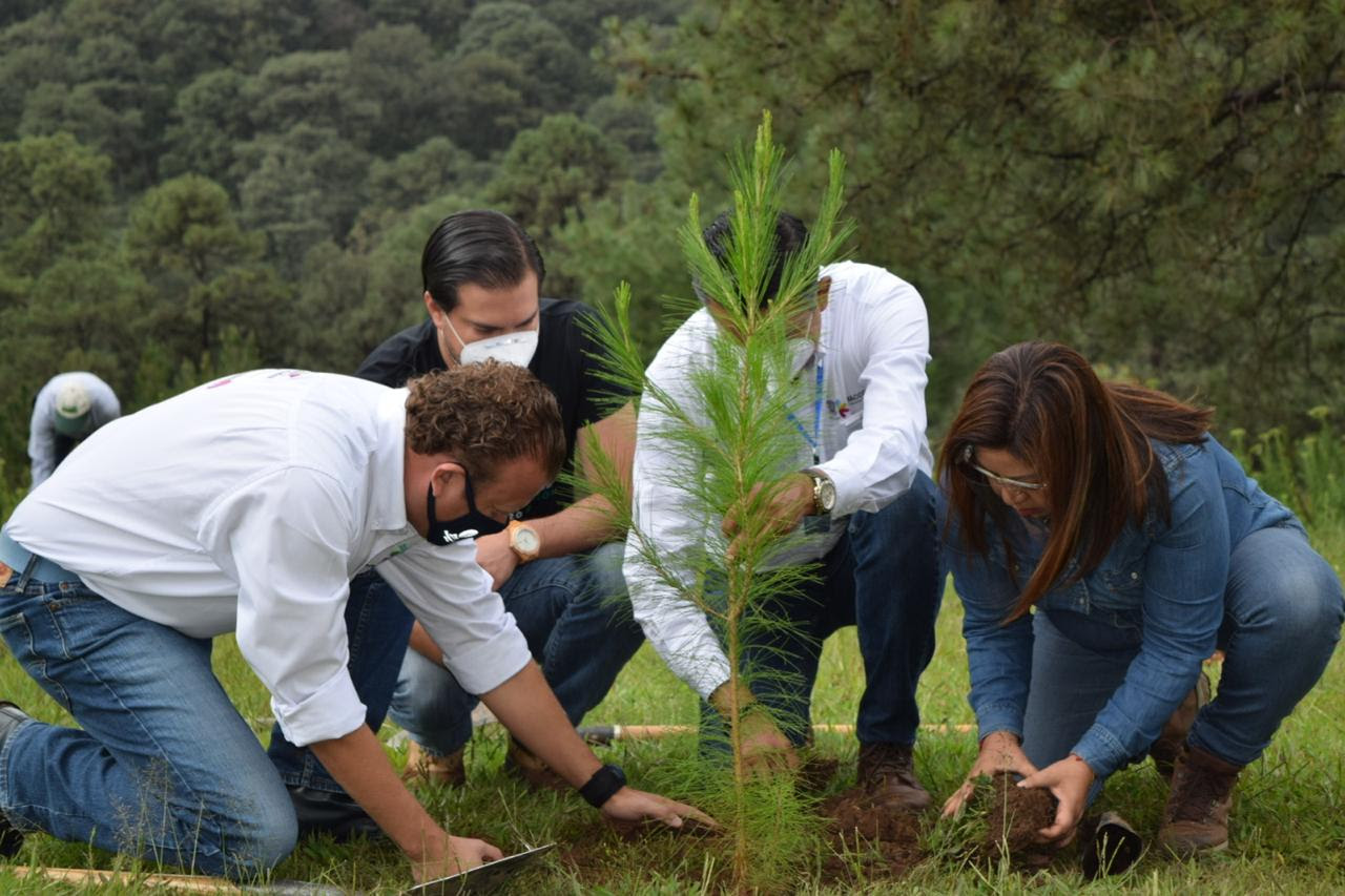 Se cumplen metas en la campaña estatal de reforestación