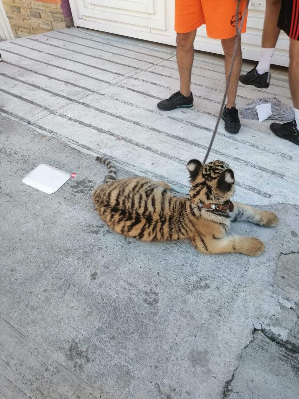  Policías aseguran un cachorro de tigre que era exhibido en un auto de lujo