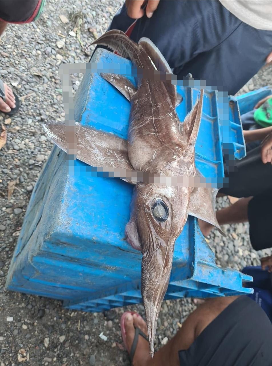  Pescadores descubren en sus redes una especia muy rara