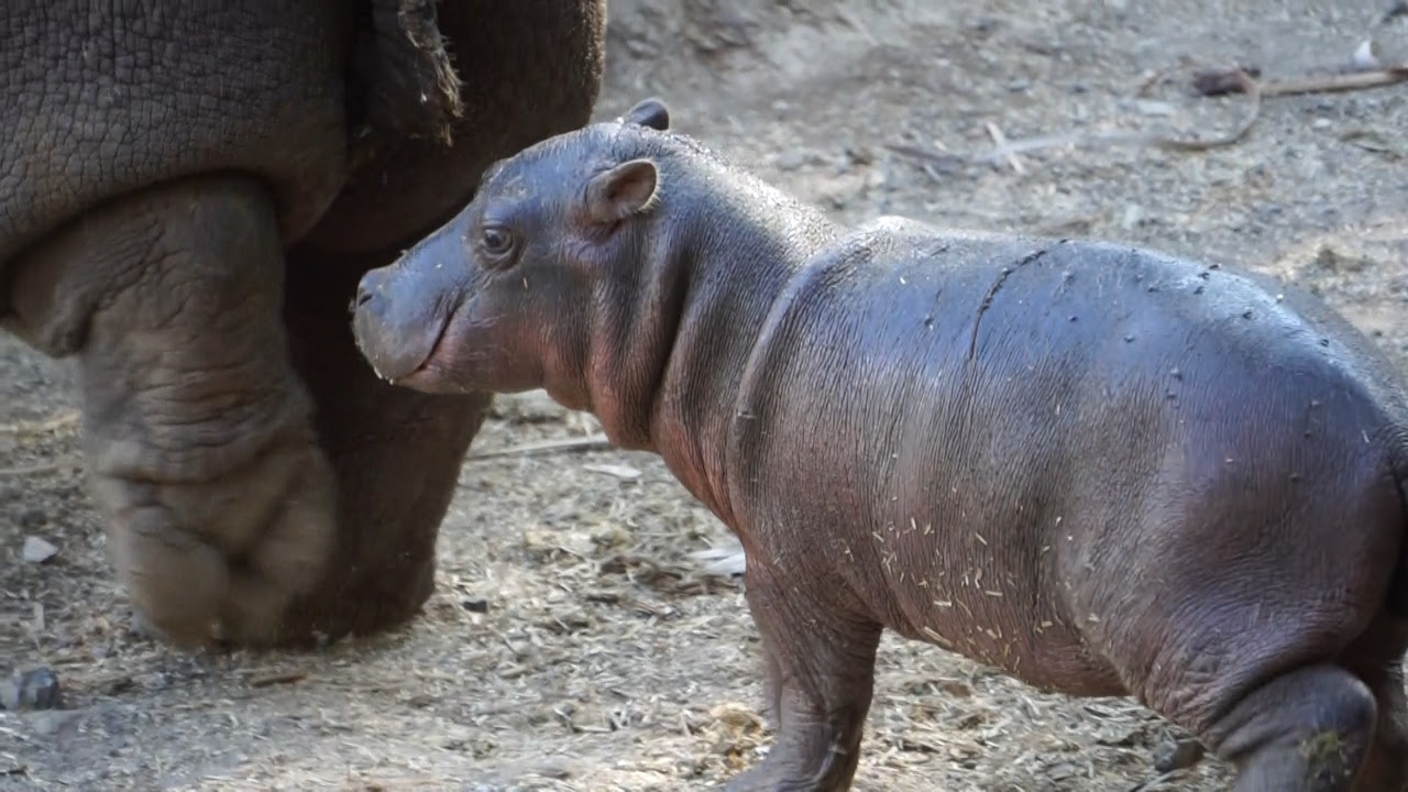  Un hipopótamo del Nilo, nuevo integrante del Zoológico de Morelia