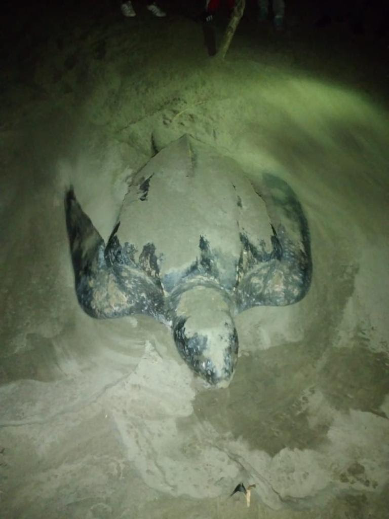  Continúan desove de tortugas Laúd en costas michoacanas