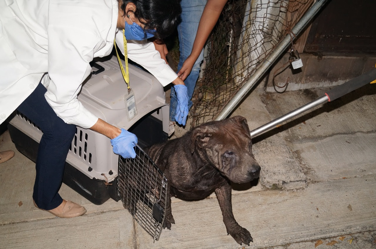  En 2020, rescató FGE 67 ejemplares en condiciones de maltrato animal, en Michoacán