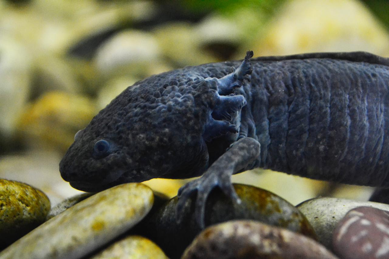 Zoológico de Morelia, principal aliado de la conservación del Ajolote Mexicano