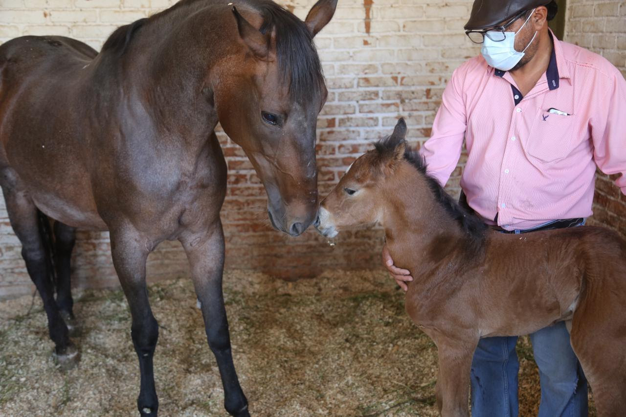  Invita SSP a ponerle nombre a nuevo potrillo de la División Montada